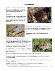 Taschenratte-Steckbrief.pdf